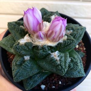 Ariocarpus lloydii intermedius アリオカルプス インターメディア　大疣タイプ　牡丹　実生　貴重　極美　極上　サボテン　多肉