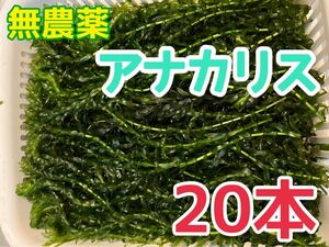無農薬 アナカリス 20本 20cm以上 即決価格 エビ ザリガニ メダカ 金魚 餌 金魚草 金魚藻 オオカナダモ 水草