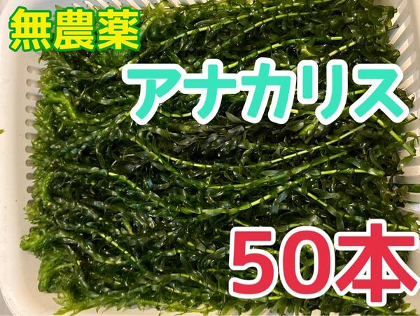 無農薬 アナカリス 50本 即決価格 オオカナダモ 20cm前後 水草 金魚草 金魚藻 淡水魚 エビ ザリガニ メダカ 餌 エサ 隠れ家 イモリ