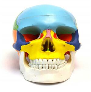 【新品】頭蓋骨模型 各部位配色 顎関節可動式 頭蓋冠分解可 整体 歯科 耳鼻科 頭蓋骨矯正 教材 磁石固定式