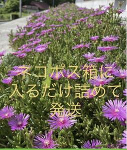 芝桜みたい広がります。グランドカバーなどに。松葉菊多肉植物