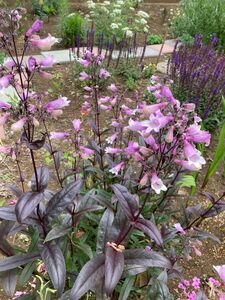 花の種　ペンステモン　ダークタワーズ　100粒以上