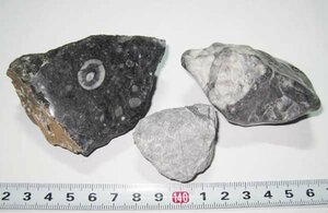 日本の化石　岐阜県赤坂金生山のサンゴ化石２種/３個セット