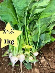 千葉県産　かぶ　1kg 新鮮　新鮮野菜　野菜