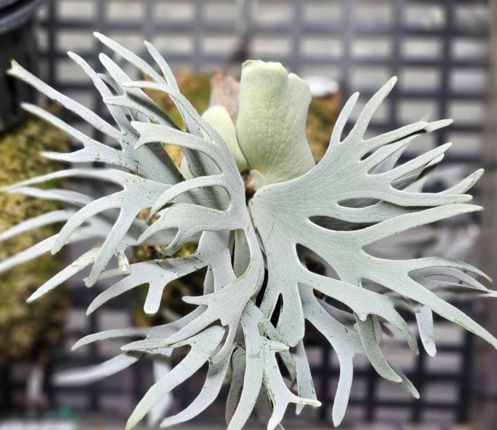 おしゃれ】 ウィリンキー ビカクシダ P.willinckii Rangda Kuku 植物