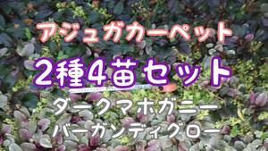 ◇アジュガ4苗①カーペット◇根付き苗ダークマホガニー2苗＆バーガンディグロー2苗約10-15cm