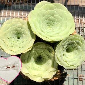 多肉植物種子グリーノビアG diplocycla ex La Gomera