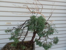 真柏盆栽　樹高４５cm　ジンシャリ　野趣風　自然木　同梱不可_画像3