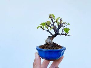  plain wood bonsai . real raw 17 year chinese quince mini bonsai maple maple . leaf momiji zelkova keyaki deciduous tree . tree autumn hobby beginner present . job festival .. calendar festival . decoration bonsai decorative plant 