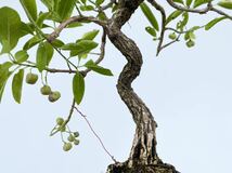 白木盆栽園　荒皮性　マユミ　真弓　盆栽　黒松赤松五葉松真柏雑木趣味初心者プレゼント退職祝い還暦祝い飾り観葉植物_画像6