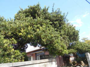 [ receipt limitation (pick up) ( Chiba prefecture )].(..). garden tree ②