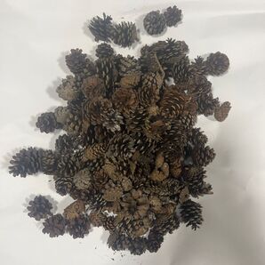 天然松ぼっくり 野外バーベキューやその時に必要なだけ持ち歩き用ソロキャン 箱に入るだけ!15時迄! 細工には不向き 値下げ不可