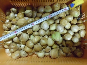 ジャンボニンニク　8㎏　格安　皮剥け・汚れ　無臭　無農薬栽培　食用・種用　送料込み