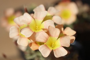 最終お値下げ Oxalis obtusa Sunset Cream 淡いクリーミーカラーがとっても可愛い(*^^*)中輪sizeのまとまりあるobtusaです♪