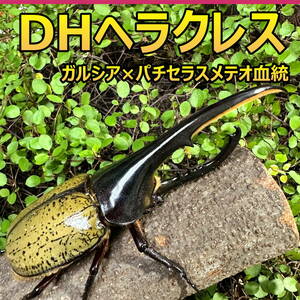 【RK】DH ヘラクレス オオカブト 成虫 ♂♀ ペア ♂156ｍｍ ♀フリーサイズ GP血統　(ガルシア×パチセラスメテオ) 外国産 カブトムシ P81