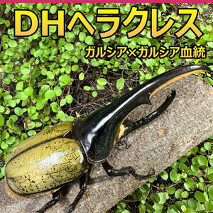 【RK】DH ヘラクレス オオカブト 成虫 ♂♀ ペア ♂161ｍｍ ♀フリーサイズ GG血統 (ガルシア×ガルシア) 外国産 カブトムシ P85