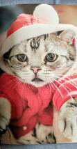 【世界一さびしそうな顔の猫 ルフちゃん】◆著者:マギー・リウ ◆2016年 3月24日 初版発行 ◆タレ目猫 ルフ ◆アメリカンショートヘア_画像8