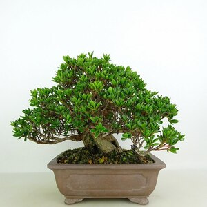 盆栽 皐月 星ノ輝 樹高 約18cm さつき Rhododendron indicum サツキ ツツジ科 常緑樹 観賞用 現品 小品