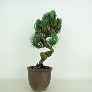 盆栽 松 五葉松 樹高 約22cm ごようまつ Pinus parviflora ゴヨウマツ マツ科 常緑針葉樹 観賞用 現品