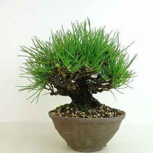 盆栽 松 黒松 樹高 約20cm くろまつ Pinus thunbergii クロマツ マツ科 常緑針葉樹 観賞用 小品 現品