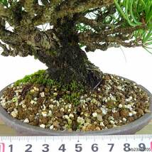 盆栽 松 黒松 樹高 約20cm くろまつ Pinus thunbergii クロマツ マツ科 常緑針葉樹 観賞用 小品 現品_画像6