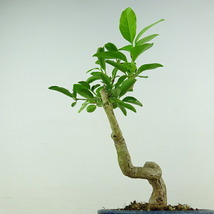 盆栽 真弓 樹高 約17cm まゆみ Euonymus sieboldianus マユミ 実物 紅葉 ニシキギ科 落葉広葉樹 観賞用 小品 現品_画像3