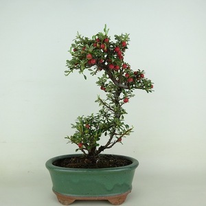 盆栽 白紫檀 樹高 約22cm しろしたん Cotoneaster horizontalis シロシタン 実物 バラ科 常緑樹 観賞用 現品