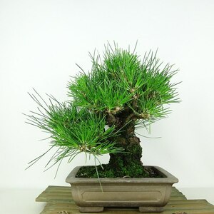 盆栽 松 黒松 樹高 上下 約27cm くろまつ Pinus thunbergii クロマツ マツ科 常緑針葉樹 観賞用 現品