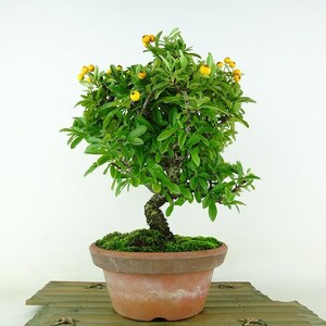 盆栽 ピラカンサ 樹高 約26cm Pyracantha 実物 オレンジ バラ科 常緑樹 観賞用 現品