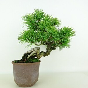 盆栽 松 五葉松 樹高 約19cm ごようまつ Pinus parviflora ゴヨウマツ マツ科 常緑針葉樹 観賞用 小品 現品