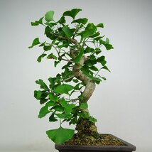 盆栽 銀杏 樹高 約42cm いちょう Ginkgo biloba イチョウ 紅葉 イチョウ科 落葉樹 観賞用 現品_画像2