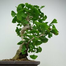 盆栽 銀杏 樹高 約42cm いちょう Ginkgo biloba イチョウ 紅葉 イチョウ科 落葉樹 観賞用 現品_画像4