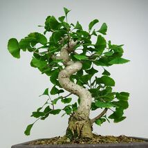 盆栽 銀杏 樹高 約42cm いちょう Ginkgo biloba イチョウ 紅葉 イチョウ科 落葉樹 観賞用 現品_画像3