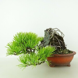  bonsai pine . leaf pine height of tree top and bottom approximately 15cm. for ..Pinus parvifloragoyo horse tsumatsu. evergreen needle leaved tree .. for small goods reality goods 