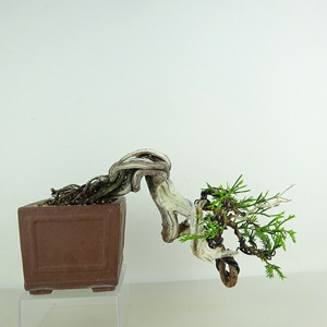  bonsai genuine Kashiwa height of tree top and bottom approximately 12cm....Juniperus chinensissin Park * Gin car li~ hinoki . evergreen tree .. for small goods reality goods 