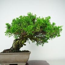 盆栽 真柏 樹高 約21cm しんぱく Juniperus chinensis シンパク “ジン シャリ” ヒノキ科 常緑樹 観賞用 現品_画像3