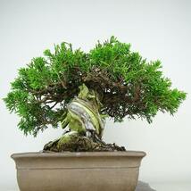 盆栽 真柏 樹高 約21cm しんぱく Juniperus chinensis シンパク “ジン シャリ” ヒノキ科 常緑樹 観賞用 現品_画像2