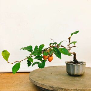 盆栽 老爺柿 樹高 約12cm ろうやがき Diospyros rhombifolia ロウヤガキ 実物 雌木 カキノキ科 落葉～半落葉樹 観賞用 小品 現品