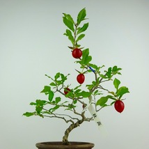 盆栽 老爺柿 秋茜 樹高 約21cm ろうやがき Diospyros rhombifolia ロウヤガキ 実物 雌木 カキノキ科 落葉～半落葉樹 観賞用 現品_画像4