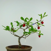 盆栽 老爺柿 秋茜 樹高 約21cm ろうやがき Diospyros rhombifolia ロウヤガキ 実物 雌木 カキノキ科 落葉～半落葉樹 観賞用 現品_画像3