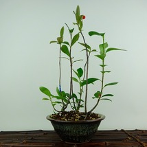 盆栽 西洋鎌柄 樹高 約29cm せいようかまつか Aronia albutifolia セイヨウカマツカ 実物 バラ科 落葉樹 観賞用 現品_画像1