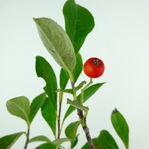 盆栽 西洋鎌柄 樹高 約29cm せいようかまつか Aronia albutifolia セイヨウカマツカ 実物 バラ科 落葉樹 観賞用 現品_画像7