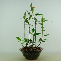 盆栽 西洋鎌柄 樹高 約29cm せいようかまつか Aronia albutifolia セイヨウカマツカ 実物 バラ科 落葉樹 観賞用 現品_画像2