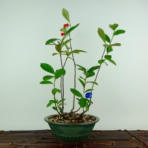 盆栽 西洋鎌柄 樹高 約31cm せいようかまつか Aronia albutifolia セイヨウカマツカ 実物 バラ科 落葉樹 観賞用 現品