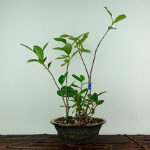 盆栽 西洋鎌柄 樹高 約29cm せいようかまつか Aronia albutifolia セイヨウカマツカ バラ科 落葉樹 観賞用 現品_画像1