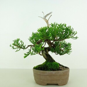 盆栽 真柏 樹高 約18cm しんぱく Juniperus chinensis シンパク “ジン シャリ” ヒノキ科 常緑樹 観賞用 小品 現品