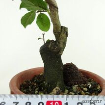 盆栽 老爺柿 紅富士 樹高 約22cm ろうやがき Diospyros rhombifolia ロウヤガキ 実物 雌木 カキノキ科 落葉～半落葉樹 観賞用 現品_画像5