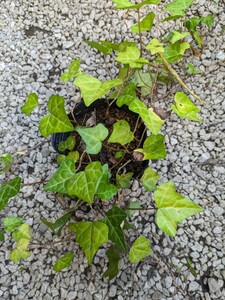 根付きアイビー (抜き苗です) 観葉植物 グリーン プランツ 寄せ植え 送料安い ヘデラ