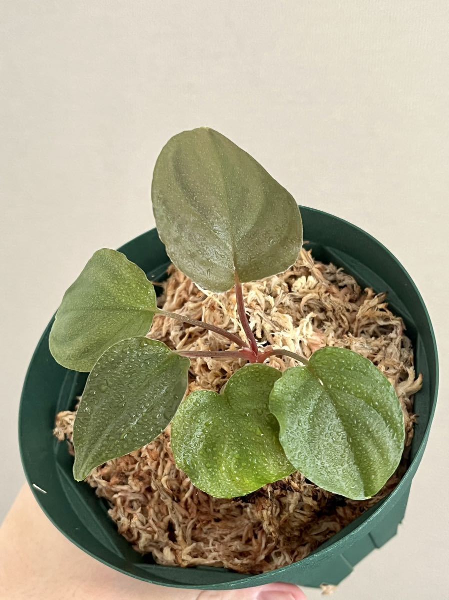 Yahoo!オークション -「ホマロメナ homalomena sp.」の落札相場・落札価格