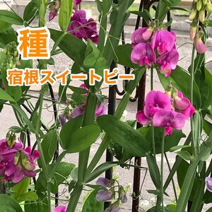 宿根スイートピー　種　濃いピンク　10粒